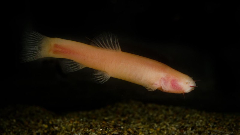 A Somalian blind cavefish.